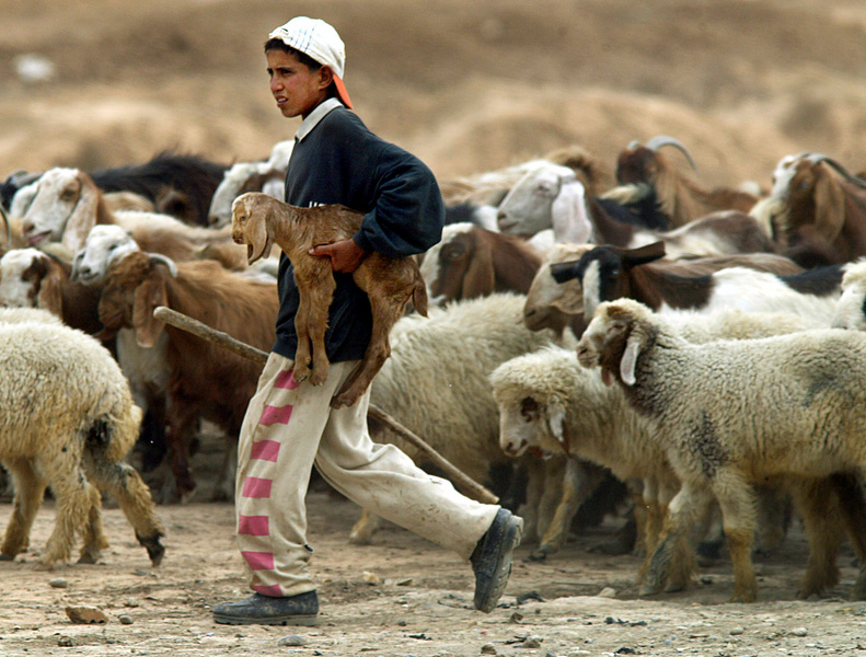 A shepherd quickly moves his flock away from US Marines as Regimental Combat Team 5 heads toward Baghdad. © 2003 Mark Avery/Orange County Register