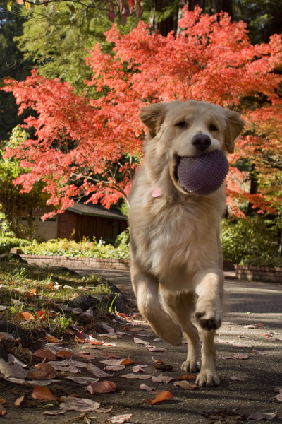 A Golden Retriever named Frank plays fetch among colorful Autumn leaves in the mountains of Central California. © 2014 by Mark Avery
