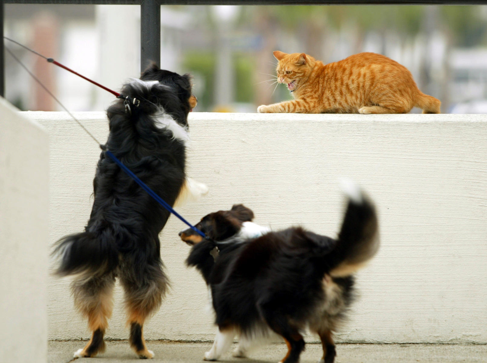 © 2001 Mark Avery/Orange County Register